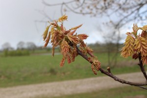 quercus rubra (1) (1200 x 800).jpg_product